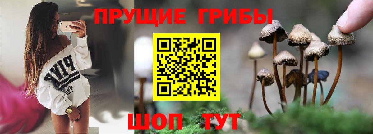 Подольск  что такое наркотик  Вход с VPN  Галлюциногенные грибы Psilocybine cubensis  Галлюциногенные грибы Magic Shrooms 